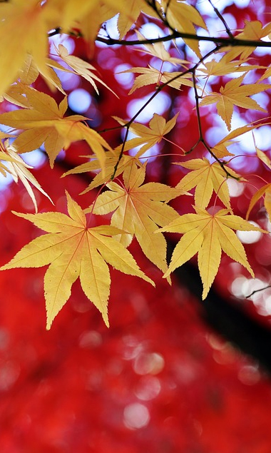 251120 mayoinurse ツアーナース03